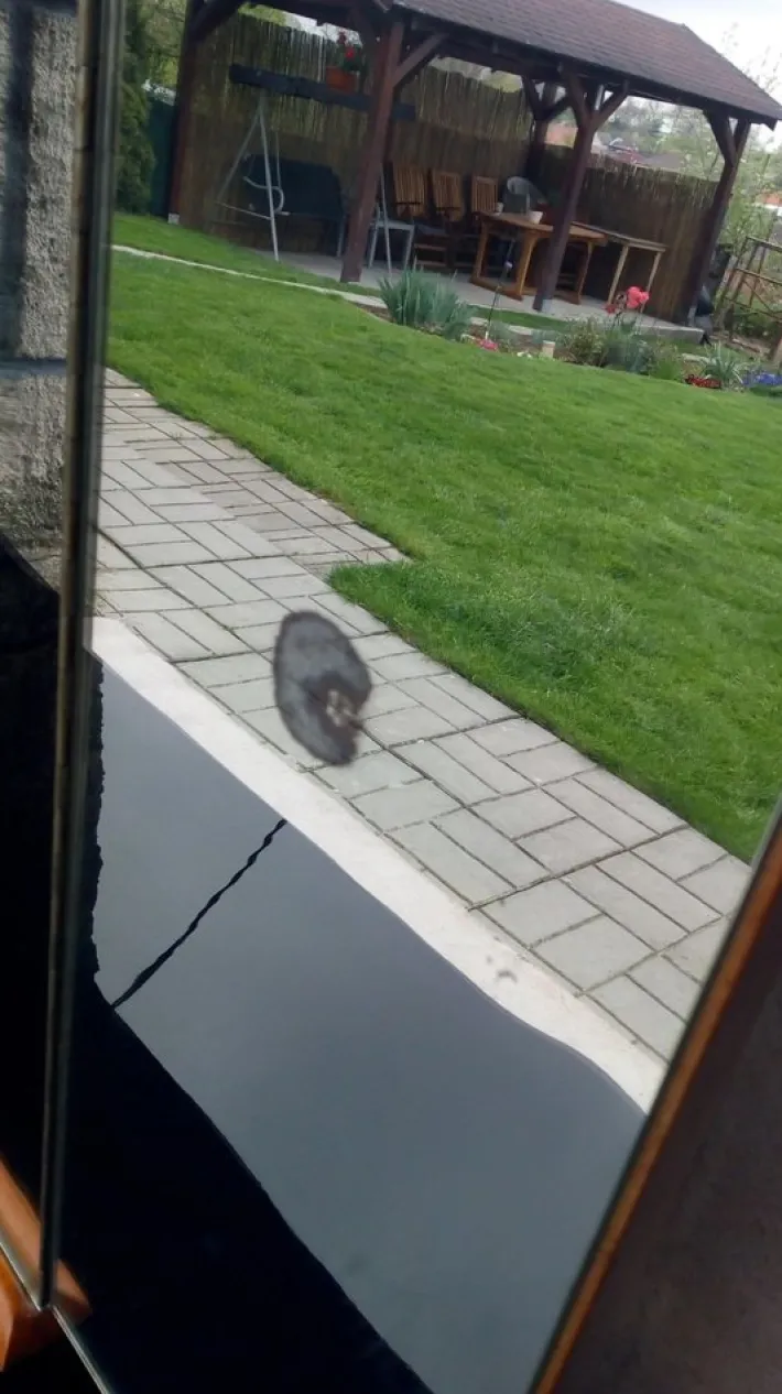 Pamono Dressing Table by Jindrich Halabala for Up Závody, 1950s Outlet