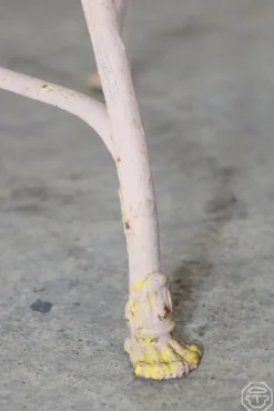 Pamono Garden Chair by Saint Sauveur De Arras, 1910s Hot