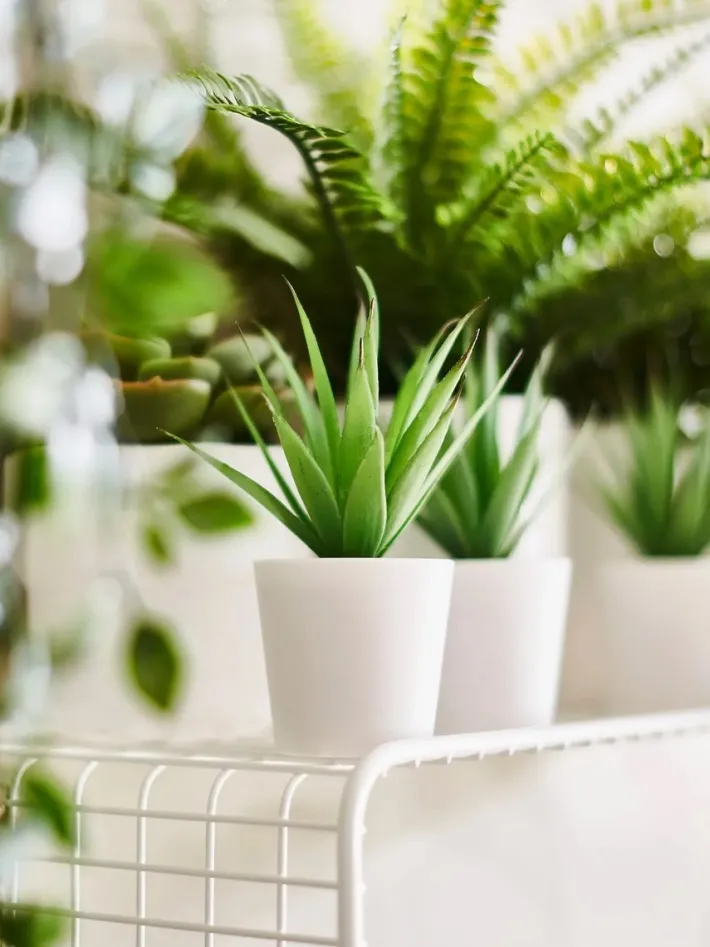 Pamono Svenshult Wall Shelves from Ikea, 1980s, Set of 3 Best