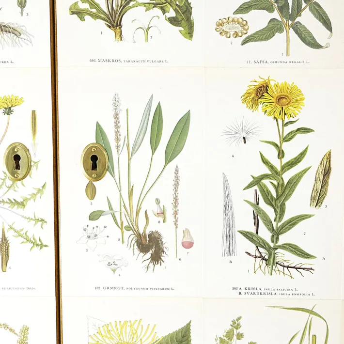 Pamono Swedish Modern Cabinet with Nordens Flora Illustrations by C.A.M Lindman, 1940s Clearance